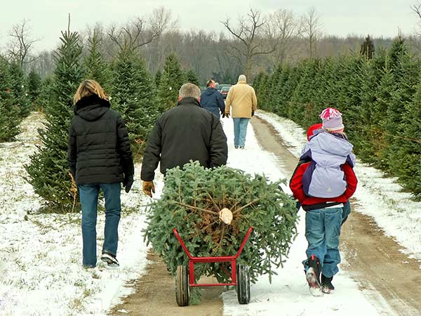 Choose and Cut Christmas Tree in Winchester, VA