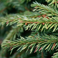 Norway Spruce Christmas Trees