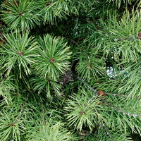 Scotch Pine Christmas Trees