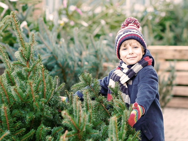 Precut Christmas Trees Winchester, VA